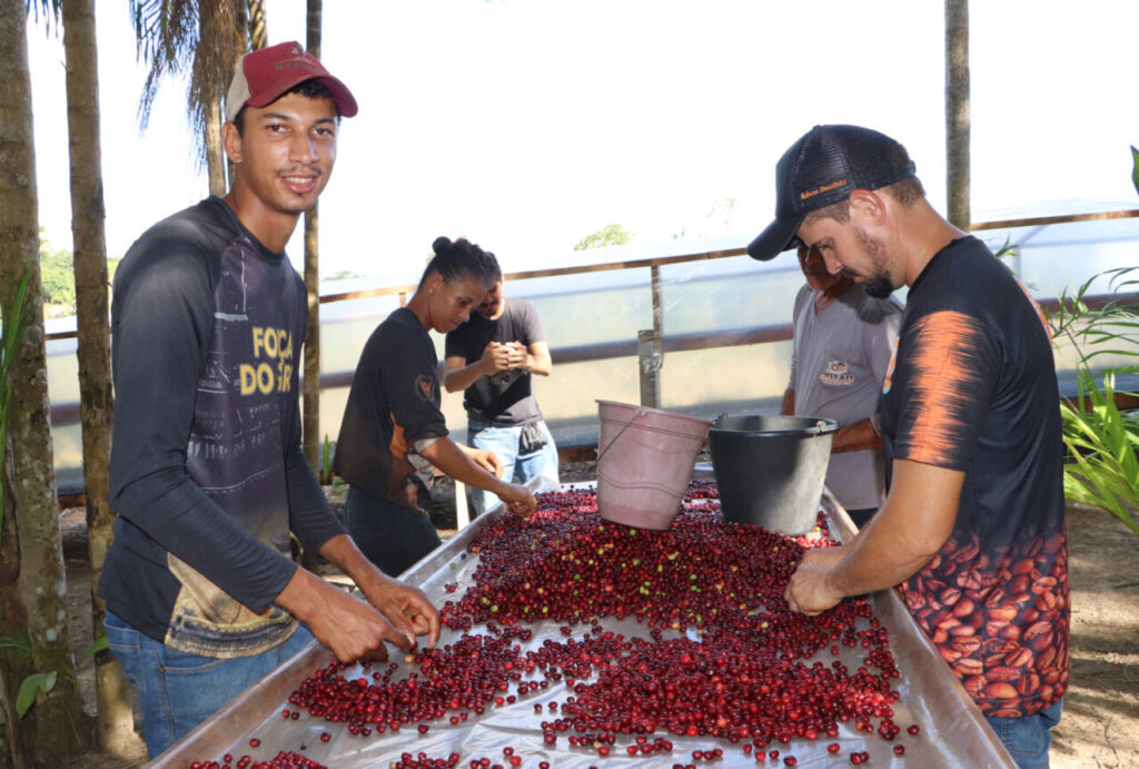 Café de Rondônia é destaque nacional com aumento de produção, valorização do mercado e apoio do governo de RO
